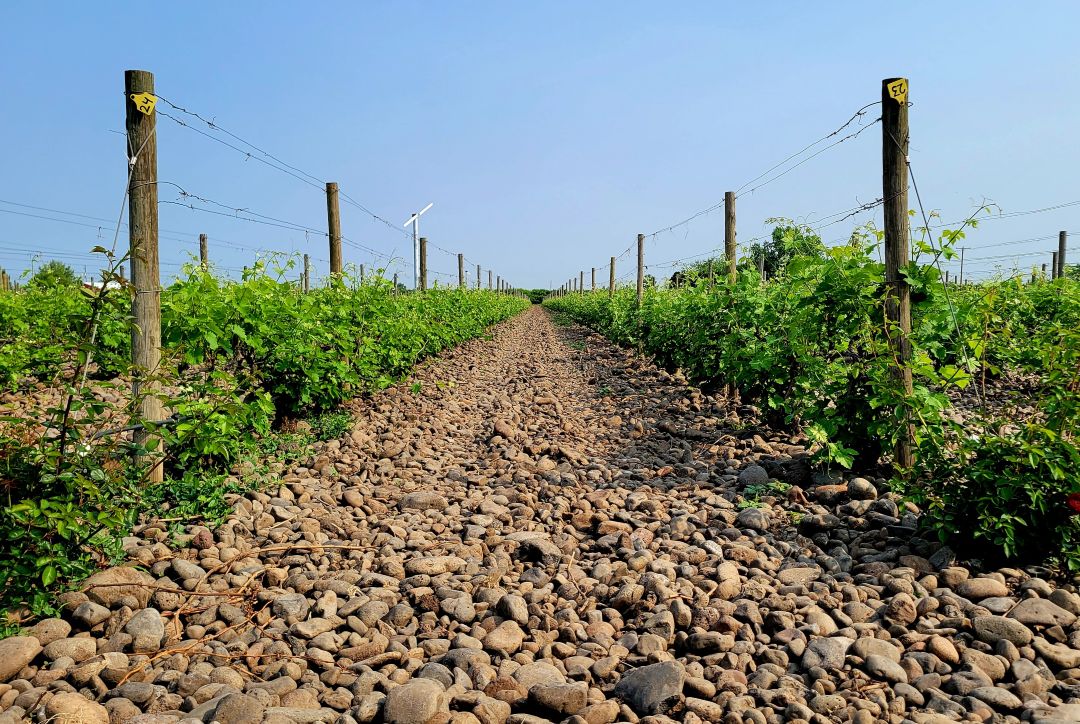 Beyond Category: Twelve Vintages of Hors Catégorie (Jun 2026) | Vinous ...