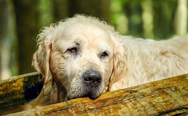 old dog