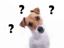 best dog food for senior dogs