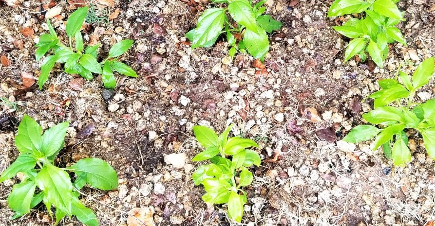 Sunchokes