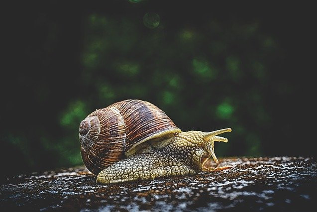 Snails Hug On The Green Grass