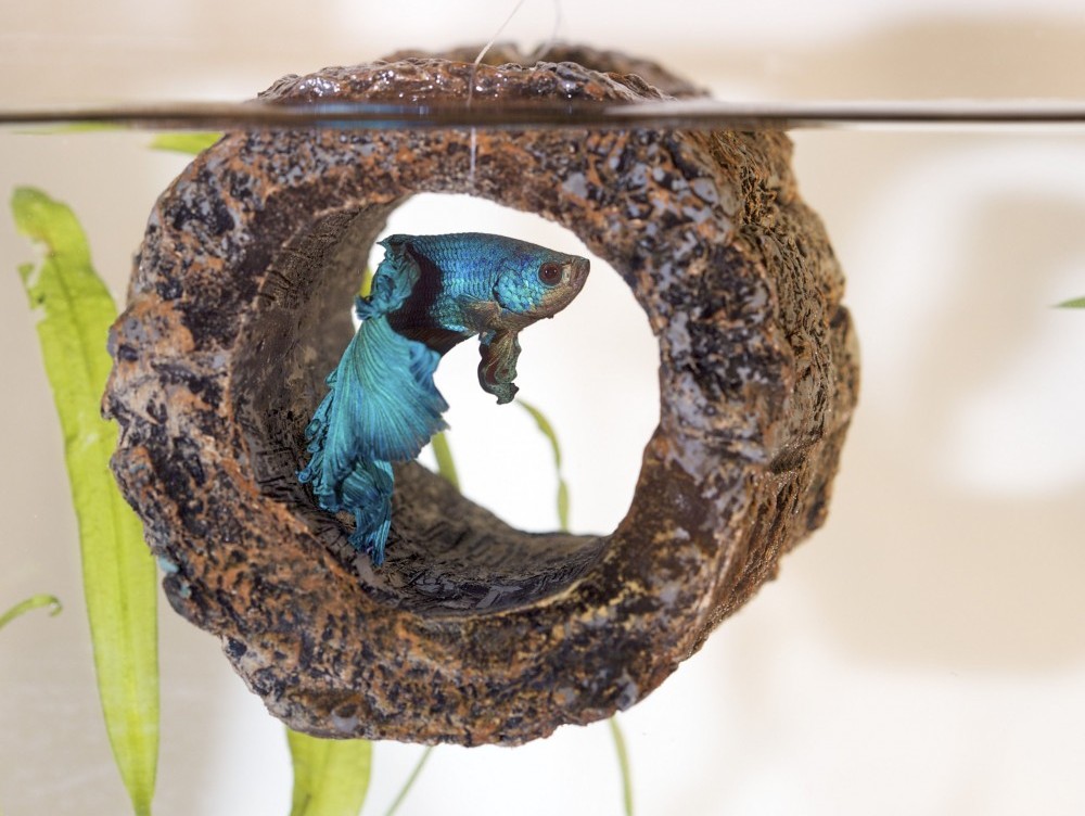 How long does it take for female bettas to lay eggs? Betta Fish World