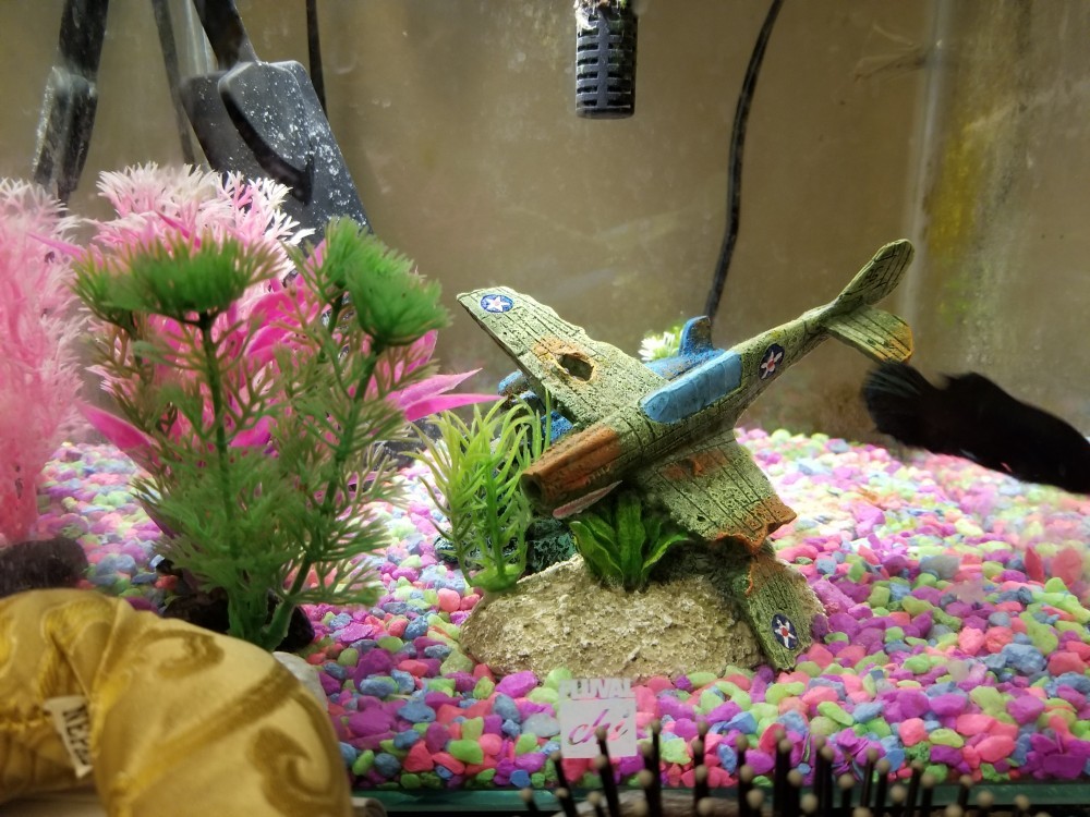 Best Betta Fish Toys Reviews Betta Fish World