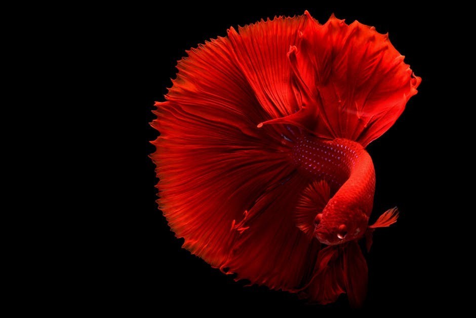 beautiful half moon betta fish beautiful half moon betta fish
