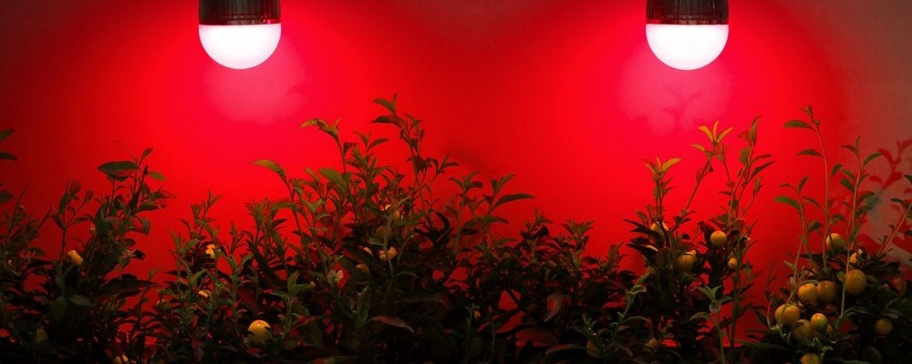 infrared technology on plants