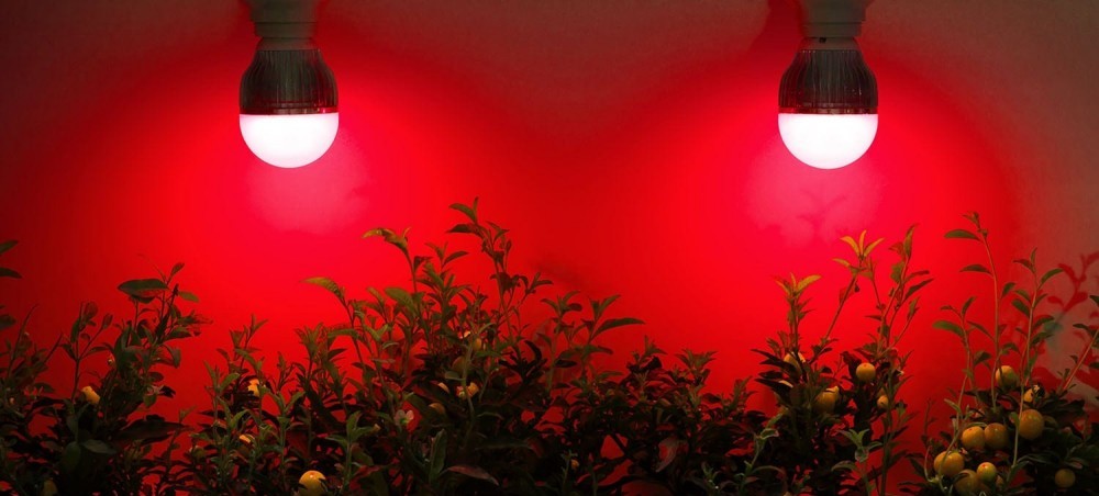 infrared light therapy used for growing plants