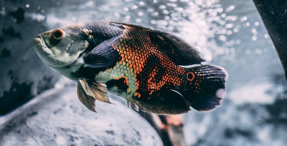 betta fish with turtle