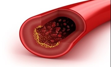 blood vessels blood vessels