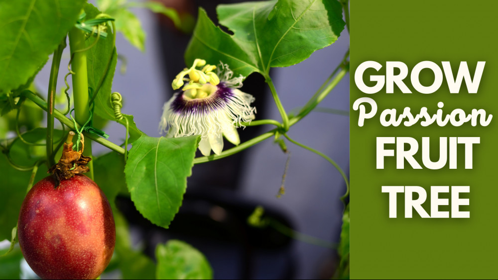 11 Easy Steps To Grow A Passion Fruit Tree Close To Nature