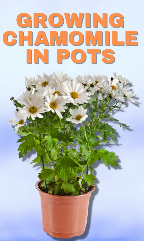 9 Easy Steps Of Growing Chamomile In Pots | Close To Nature