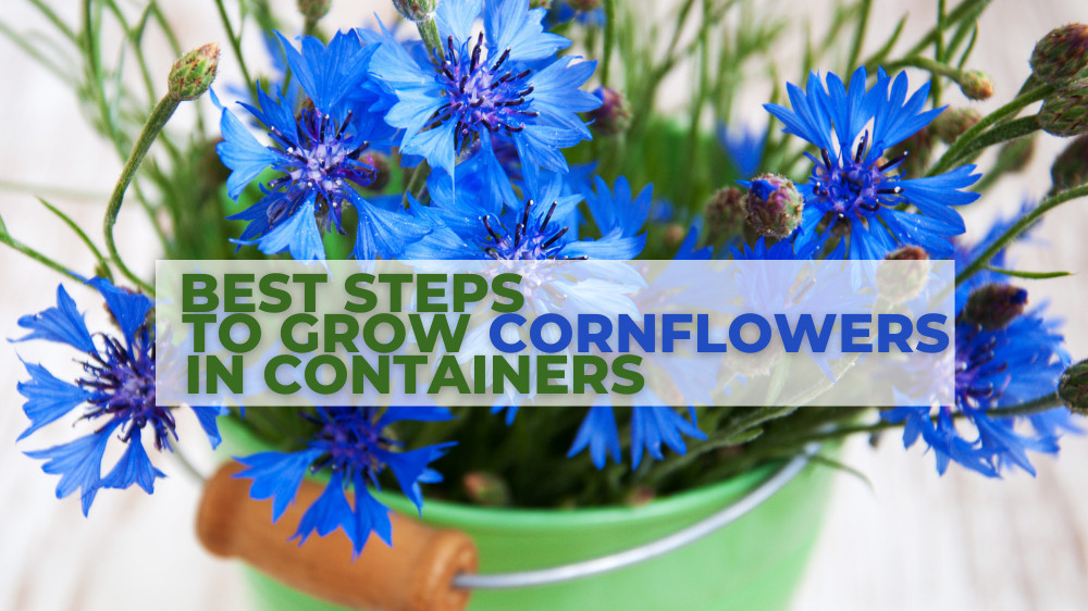 Best Steps To Grow Cornflowers In Containers In 2023