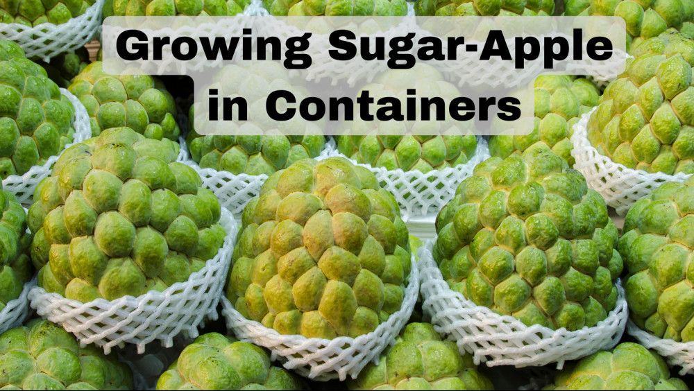 Special Tips For Growing SugarApple In Containers In 2024