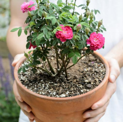 9 Easy Steps To Grow Roses In Containers Close To Nature