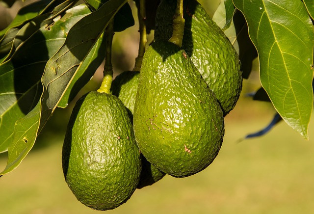 Indoor Avocado Types Indoor Avocado Types