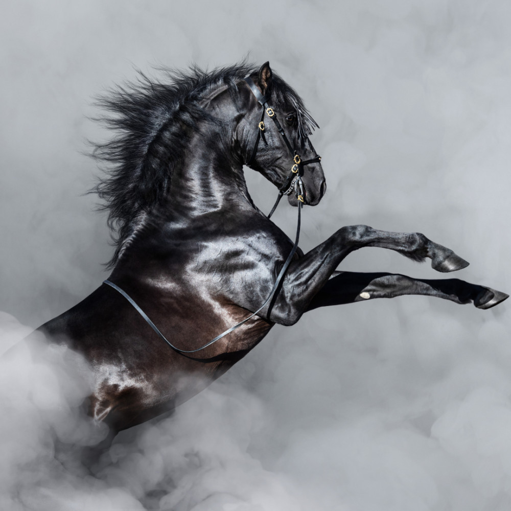 Andalusian Horse