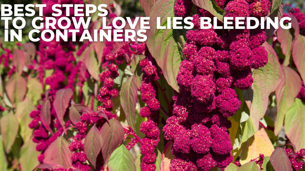 Best Steps To Grow LoveLiesBleeding In Containers In 2022