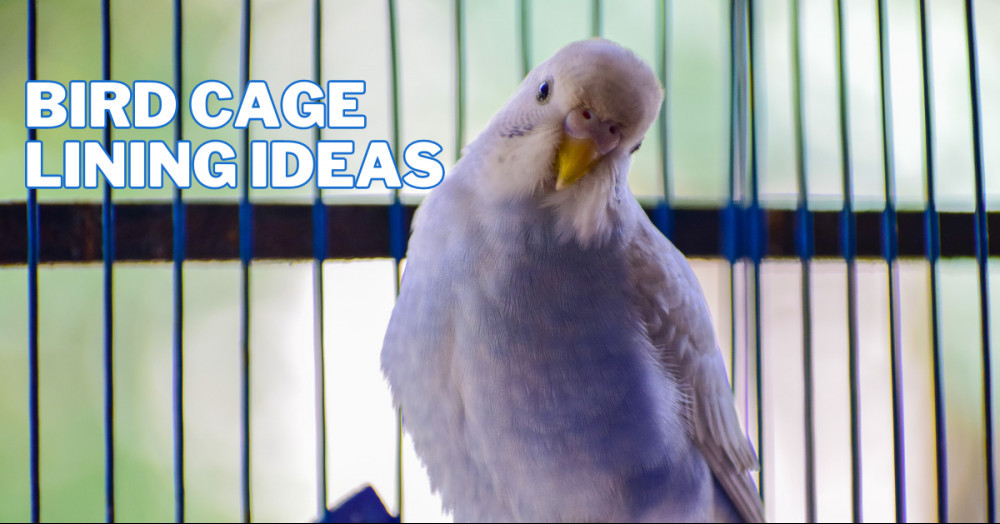 Best Bird Cage Lining Ideas In 2023 Close To Nature