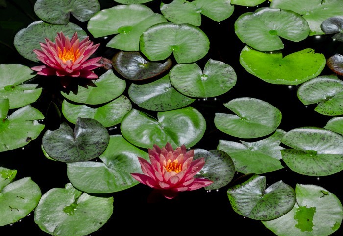 well planted pond
