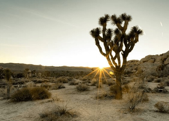 joshua tree joshua tree