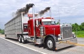 cattle hauler cattle hauler
