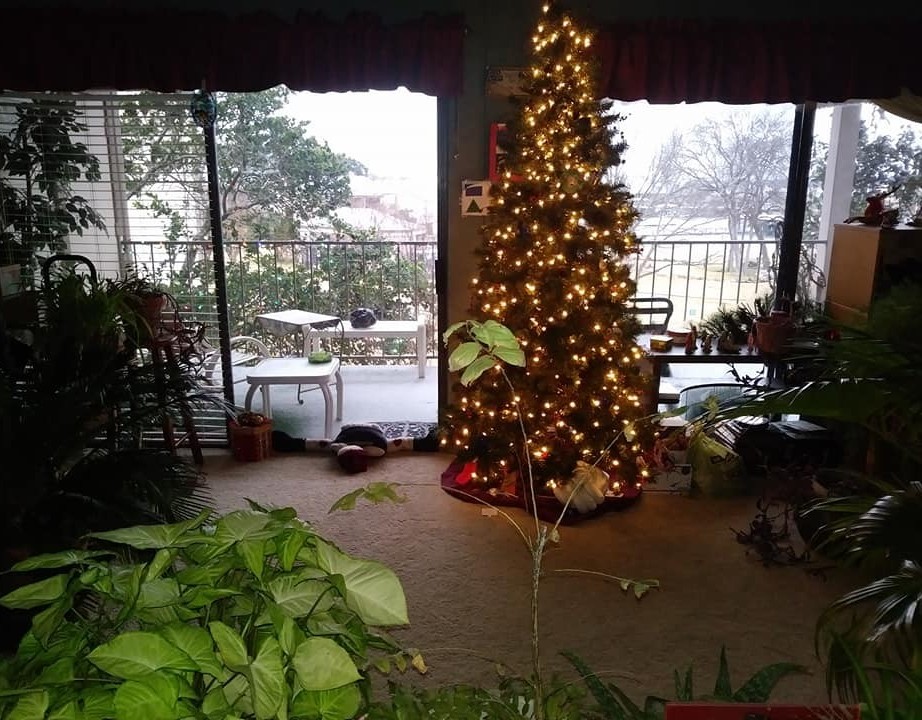 The Jungle The Jungle