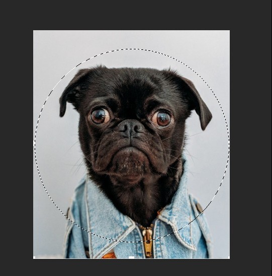 How To Create A Round Image In Photoshop - Bull Dog With Marquee Tool Outlining Head
