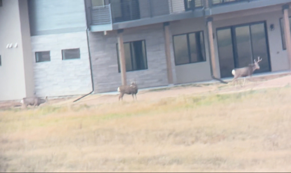 Colorado Mule Deer Bucks