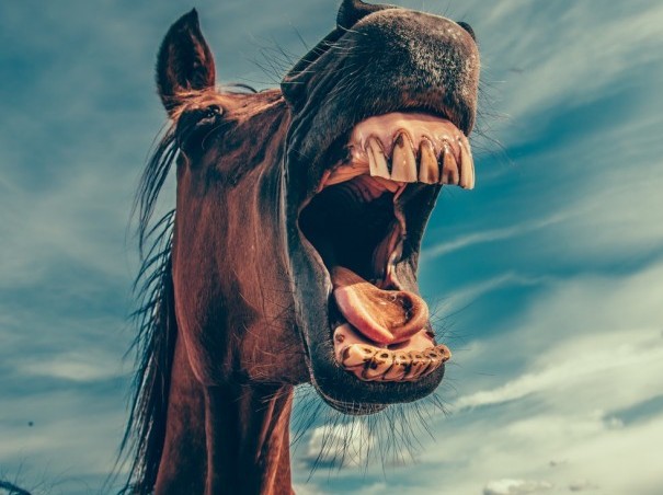 tooth decay tooth decay