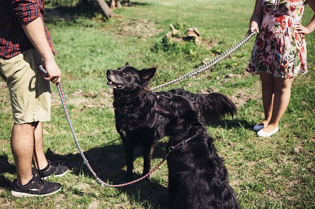 dogs, socializing, people