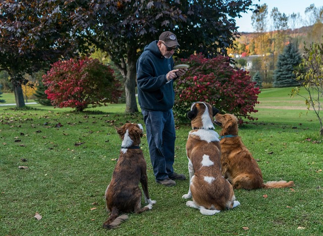 3 dogs, training, man, national pet day
