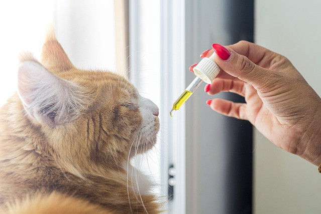 Cat, CBD oil, Pet, national pet day