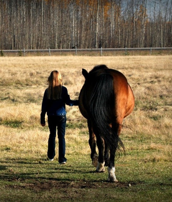 How to catch the horse that runs away My Horse Handbook My Horse Handbook