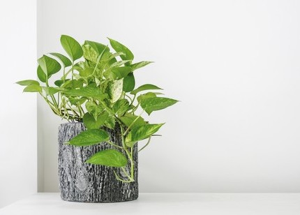best rated air purifiers