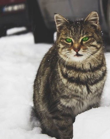 Tabby cat in snow