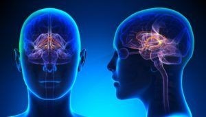 dopamine brain dopamine brain