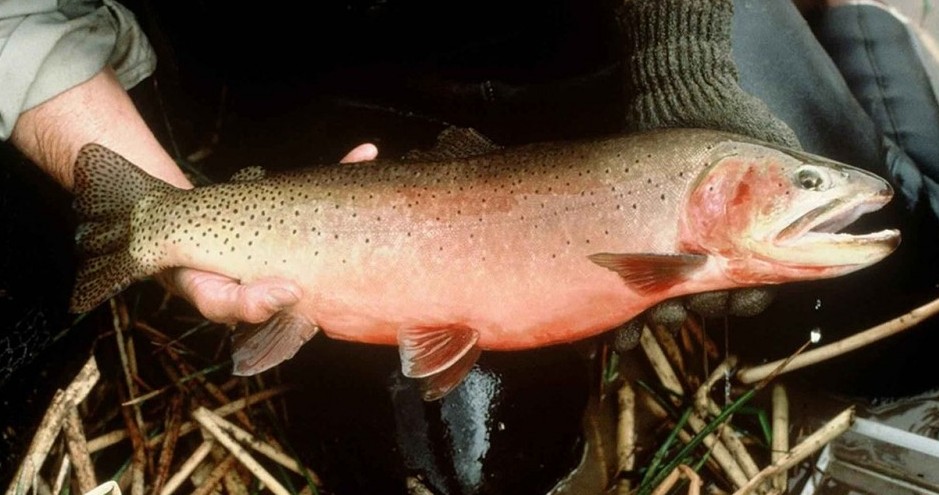 top ten fish in alaska