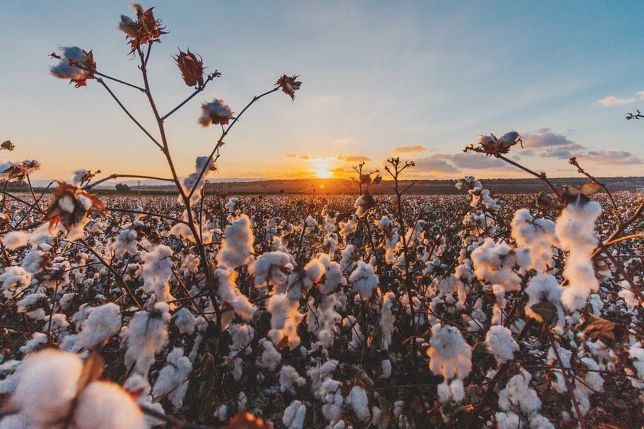 organic-cotton-eco-friendly organic-cotton-eco-friendly