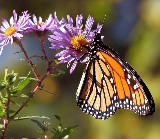 butterfly-gardening-with-toddlers butterfly-gardening-with-toddlers