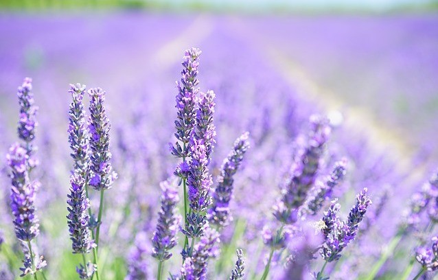 lavendar-cloth-wipe-solution lavendar-cloth-wipe-solution