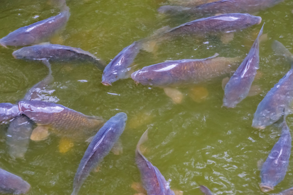 How Carp Feed? Indepth look into Feeding Habits