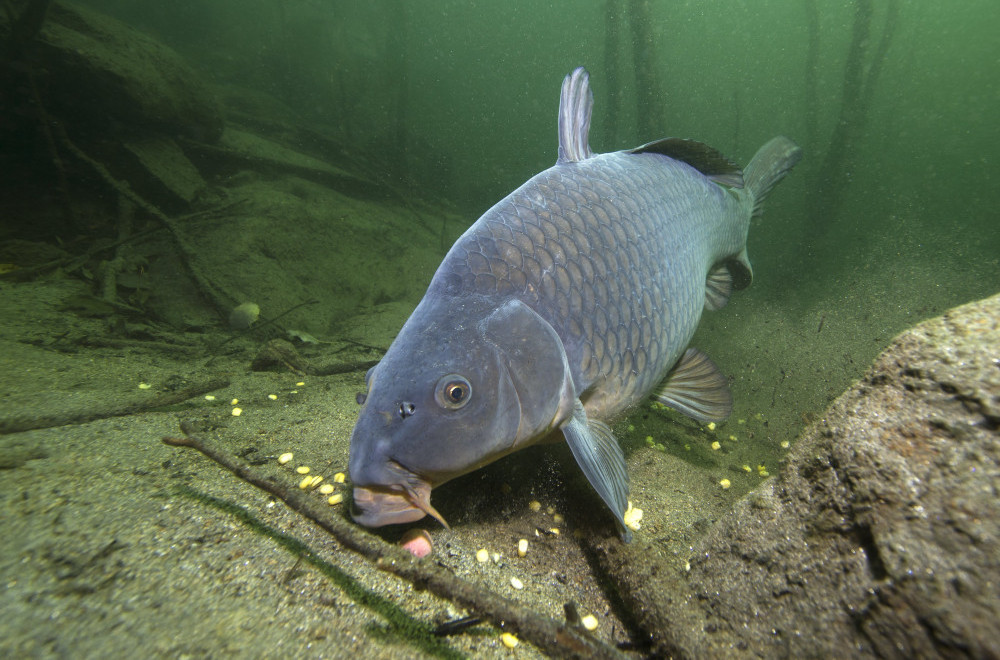 How Carp Feed? Indepth look into Feeding Habits