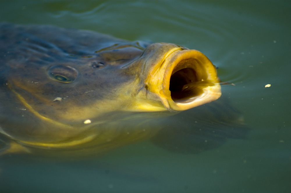 How Carp Feed? Indepth look into Feeding Habits