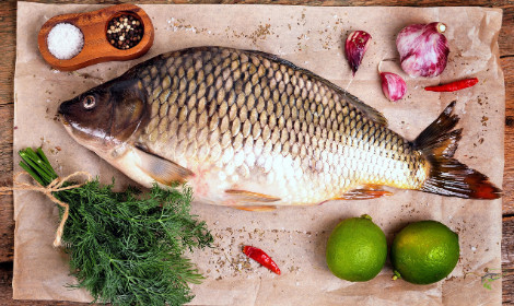 17 Interesting Carp Facts | Best of Angling