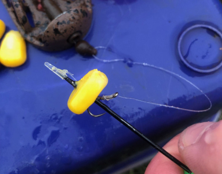 Carp Fishing with Sweet Corn Is it the best bait?