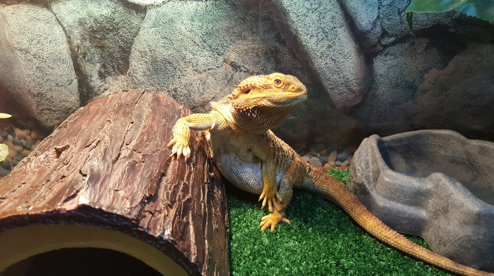 Bearded dragon substrate