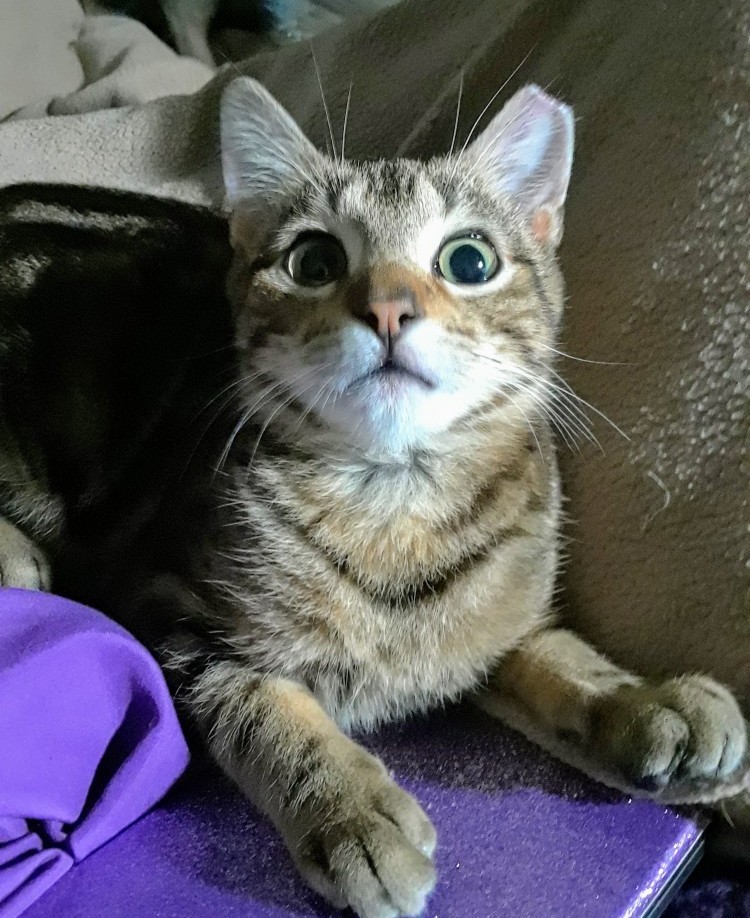 Marbles with his new eartip and Crazy Eyes!