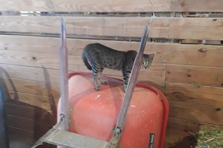 Tweety Standing On an Orange Wheelbarrow
