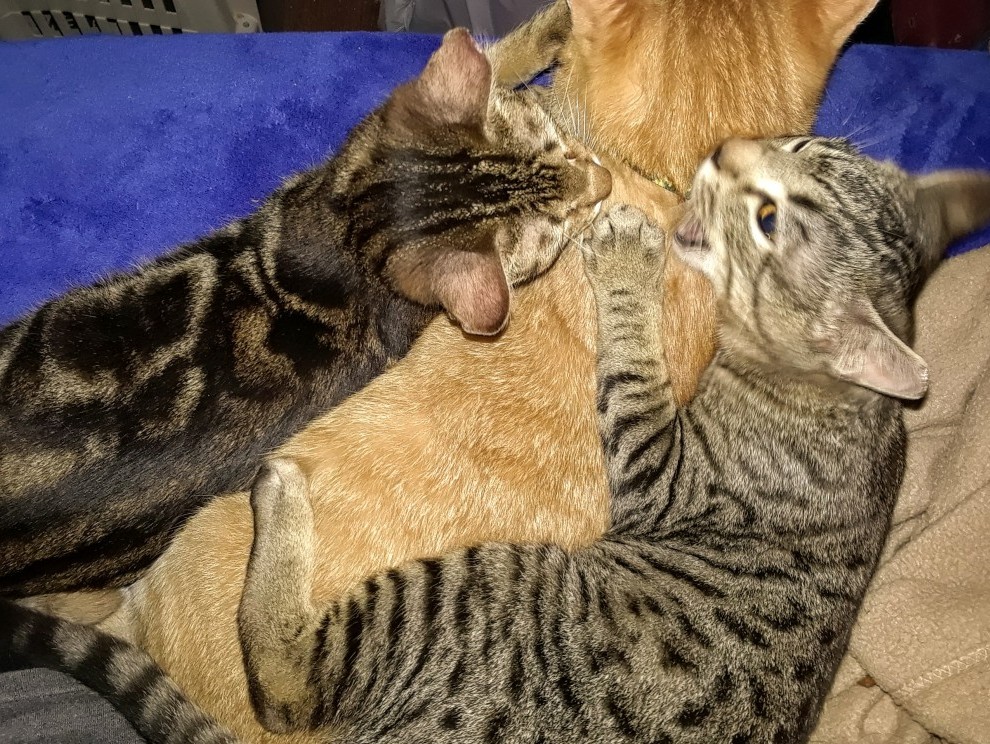 Marbles (left) and Tweety (right) Ganging Up on Buddy (middle)