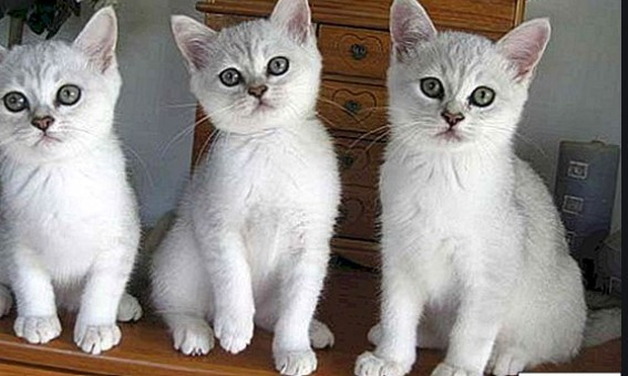 Burmilla, another breed under the magnifying glass  only for cat 