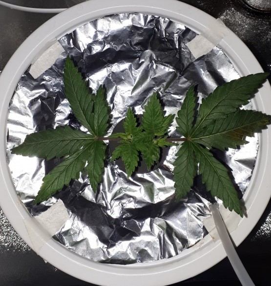 Gelato #3 Gelato #3